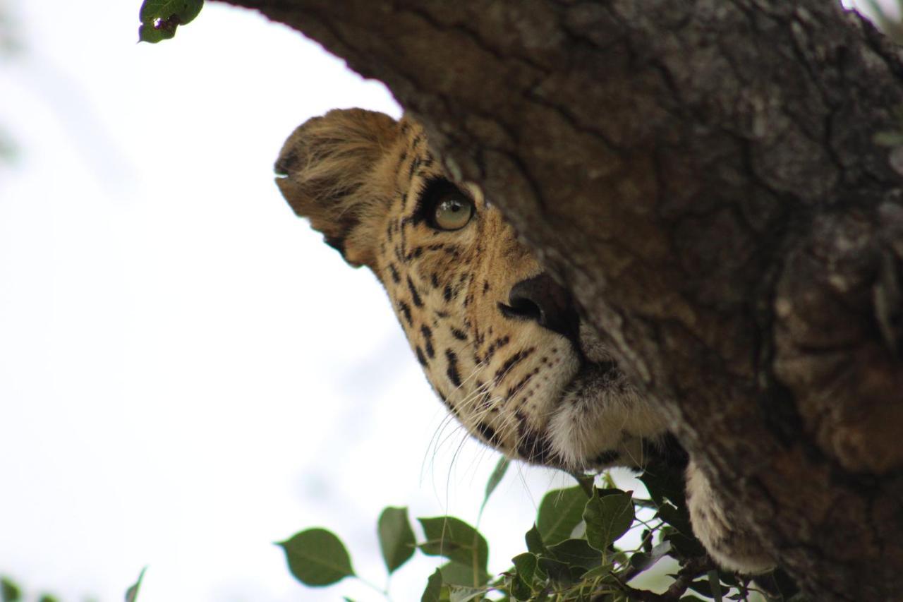 Shumbalala Game Lodge Rezervația naturală și safari Thornybush Exterior foto