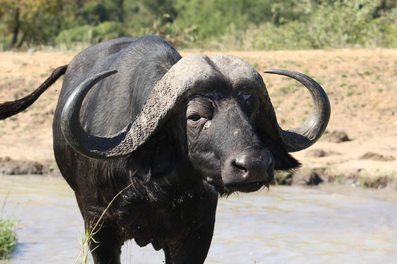 Shumbalala Game Lodge Rezervația naturală și safari Thornybush Exterior foto